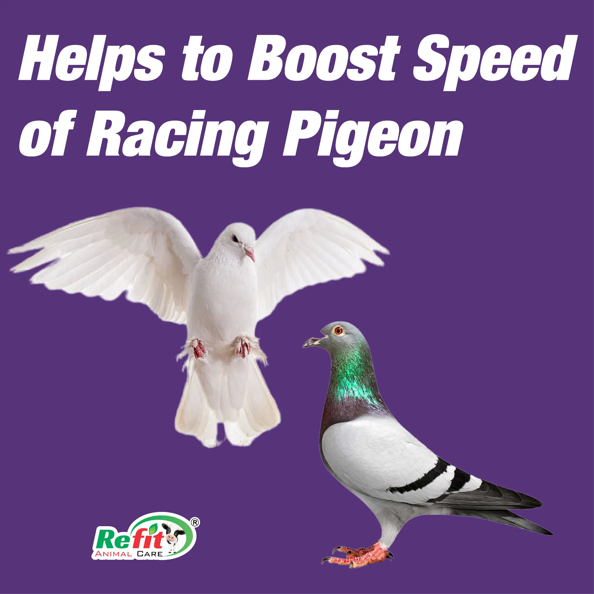 pigeonvita whychoose